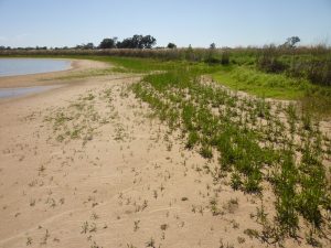 Akuna Wetland Parkes