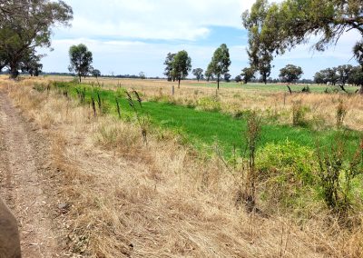 Corowa Sewrage Treatment Plant – Discharge Impact and Aquatic Assessment