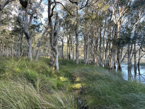 North Tuncurry Urban Release Area, NSW