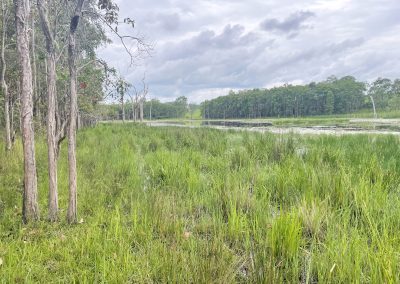 Kyogle Wetland Restoration Assessment