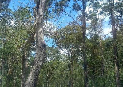 Bundjalung National Park Fire Access and Trail Project (FAFT), NSW