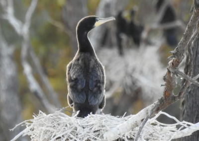 1% for the planet, Bush Heritage