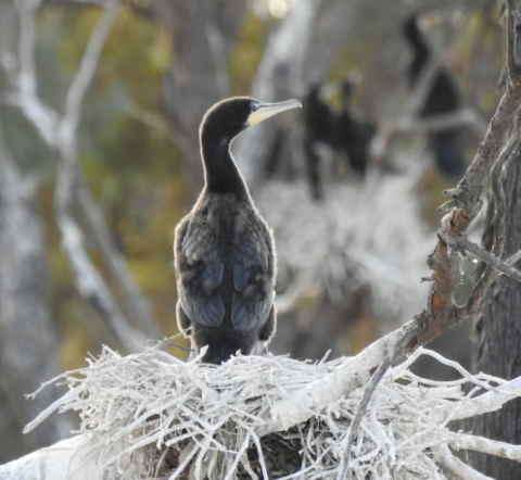 1% for the planet, Bush Heritage